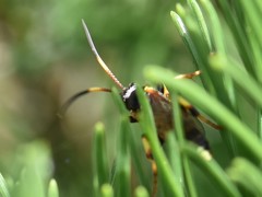 Ichneumon xanthorius