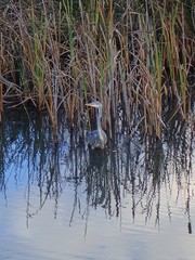 Ardea cinerea