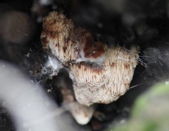 Dentipellicula leptodon
