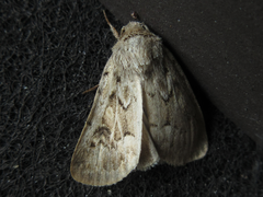 Spodoptera depravata