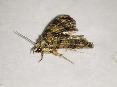 Chlumetia transversa
