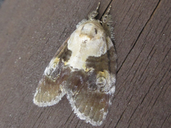 Negritothripa hampsoni