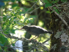 Turdus merula aterrimus