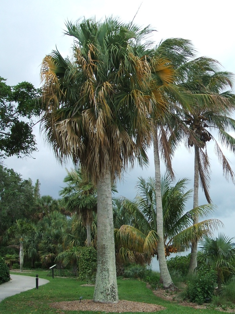 Puerto Rico palmetto