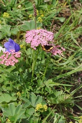 Mutellina purpurea