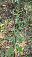 Solidago virgaurea