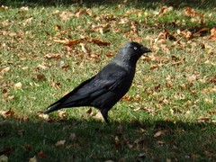 Corvus monedula