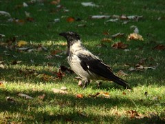 Corvus cornix