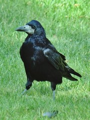 Corvus frugilegus