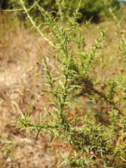 Ulex argenteus subsericeus
