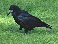 Corvus frugilegus