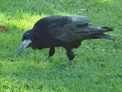 Corvus frugilegus