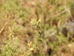 Ulex argenteus subsericeus