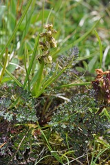 Chamorchis alpina