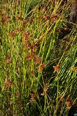 Juncus