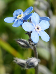Myosotis decumbens