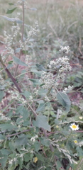 Chenopodium album