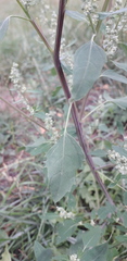 Chenopodium album