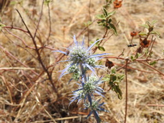 Eryngium dilatatum
