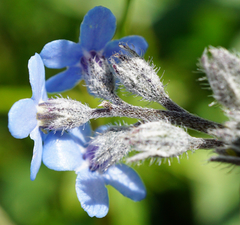 Myosotis decumbens