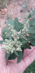 Chenopodium album