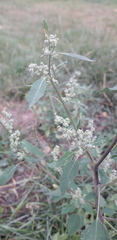 Chenopodium album