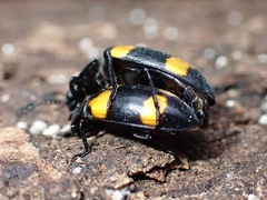 Episcapha quadrimacula