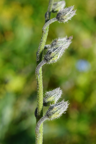 Image of Forget-me-not by (c) Patrick Hacker, some rights reserved (CC BY)