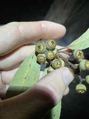 Eucalyptus tindaliae