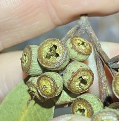 Eucalyptus tindaliae