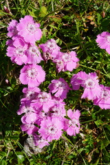 Dianthus alpinus
