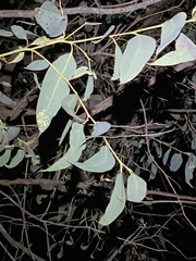 Eucalyptus tindaliae