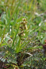 Chamorchis alpina