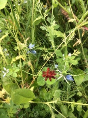 Trifolium incarnatum