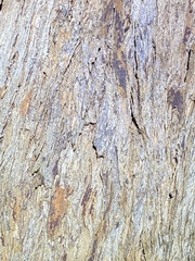 Eucalyptus tindaliae