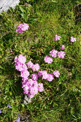 Dianthus alpinus