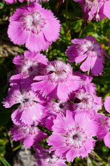 Dianthus alpinus