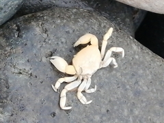 Pinnotherelia laevigata