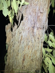 Eucalyptus tindaliae