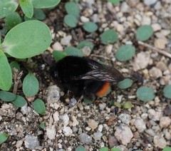Bombus ignitus
