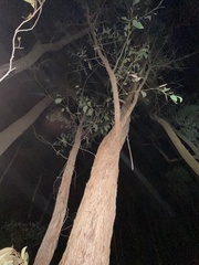 Eucalyptus tindaliae