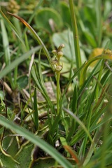 Chamorchis alpina