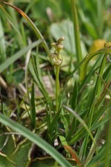 Chamorchis alpina