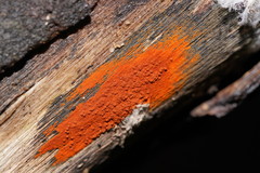 Hypoxylon crocopeplum