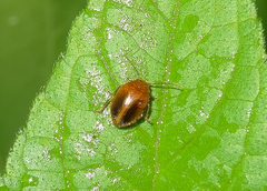 Prionocyphon limbatus