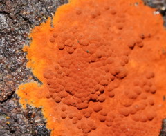 Hypoxylon crocopeplum