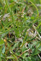 Chamorchis alpina