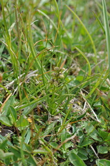Chamorchis alpina