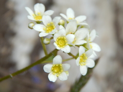 Saxifraga paniculata