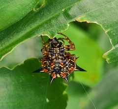 Macracantha hasselti